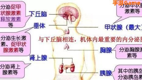 消耗人体能量最多的器官是
