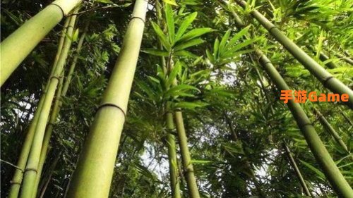 青灵竹