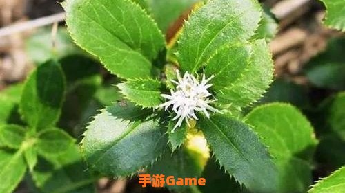 诺森德草药