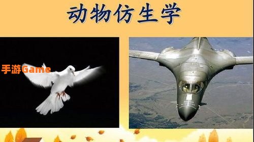 人们从以下哪种动物身上得到启发
